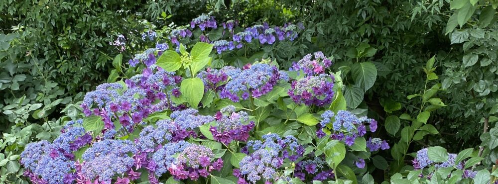 sachico：イラスト画像